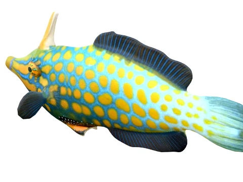 50 Fish Sea Creatures Collection v8 3D Model