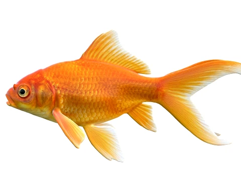 50 Fish Sea Creatures Collection v8 3D Model