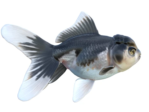 50 Fish Sea Creatures Collection v8 3D Model