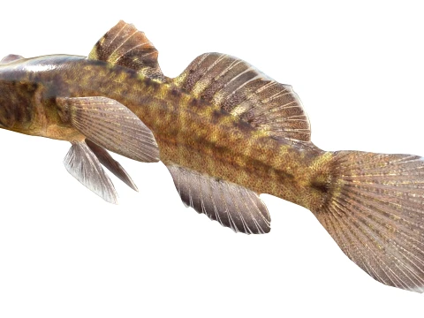 50 Fish Sea Creatures Collection v8 3D Model