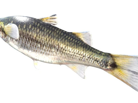 50 Fish Sea Creatures Collection v8 3D Model