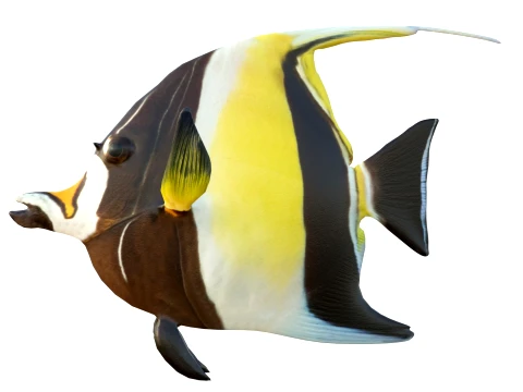 50 Fish Sea Creatures Collection v8 3D Model