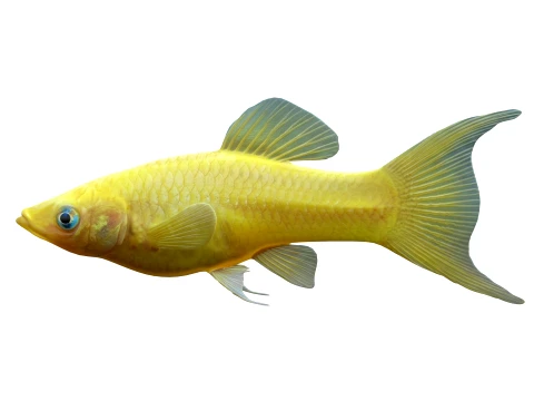 50 Fish Sea Creatures Collection v8 3D Model