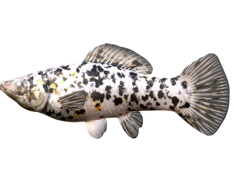 50 Fish Sea Creatures Collection v8 3D Model