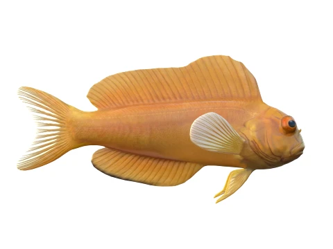 50 Fish Sea Creatures Collection v8 3D Model
