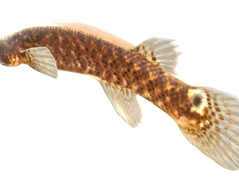 50 Fish Sea Creatures Collection v8 3D Model