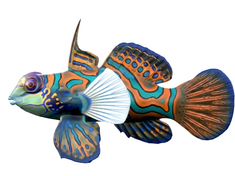 50 Fish Sea Creatures Collection v8 3D Model