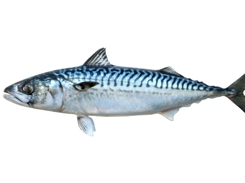 50 Fish Sea Creatures Collection v8 3D Model