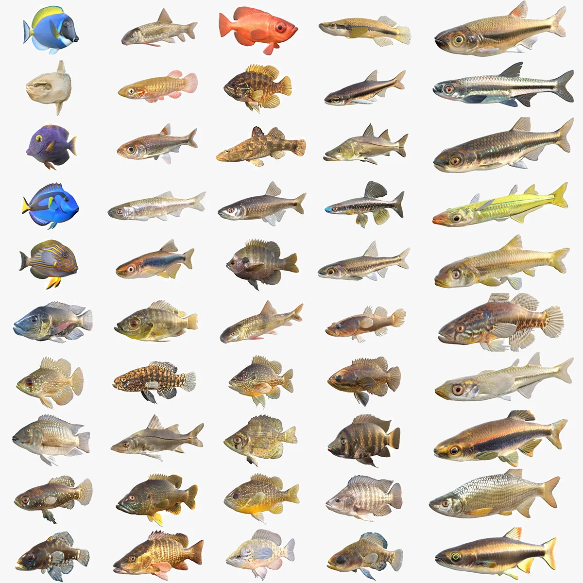 50 Fish Sea Creatures Collection v9 3D Model .c4d .max .obj .3ds .fbx .stl .blend 