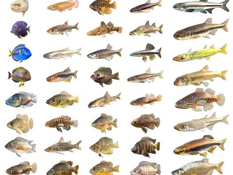50 Fische Meeresbewohner-Sammlung v9 3D Modell