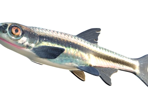 50 Fish Sea Creatures Collection v9 3D Model