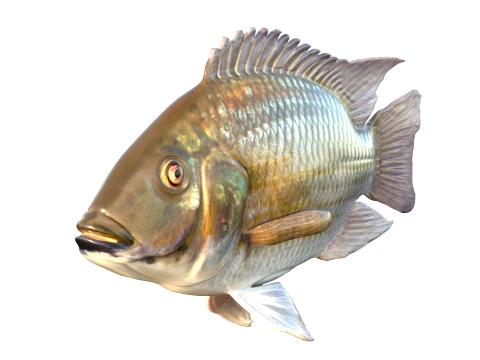 50 Fish Sea Creatures Collection v9 3D Model