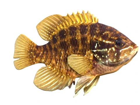 50 Fish Sea Creatures Collection v9 3D Model
