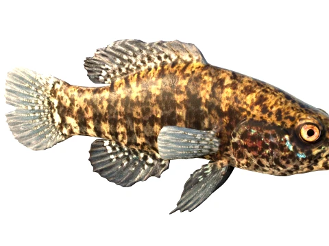 50 Fish Sea Creatures Collection v9 3D Model