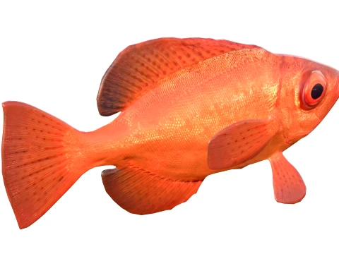 50 Fish Sea Creatures Collection v9 3D Model
