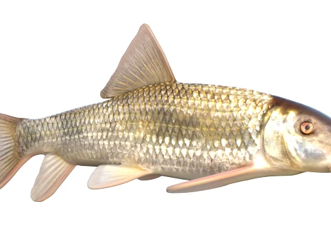 50 Fish Sea Creatures Collection v9 3D Model