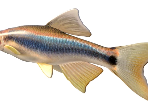 50 Fish Sea Creatures Collection v9 3D Model
