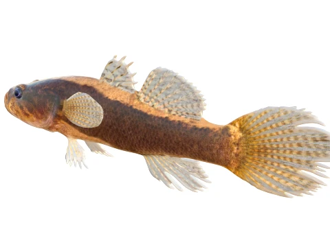 50 Fish Sea Creatures Collection v9 3D Model
