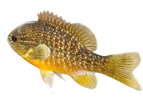 50 Fish Sea Creatures Collection v9 3D Model