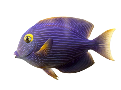 50 Fish Sea Creatures Collection v9 3D Model