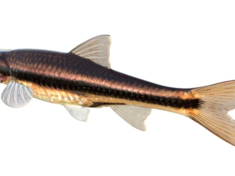 50 Fish Sea Creatures Collection v9 3D Model
