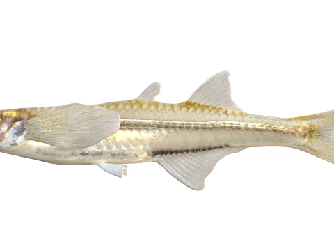 50 Fish Sea Creatures Collection v9 3D Model