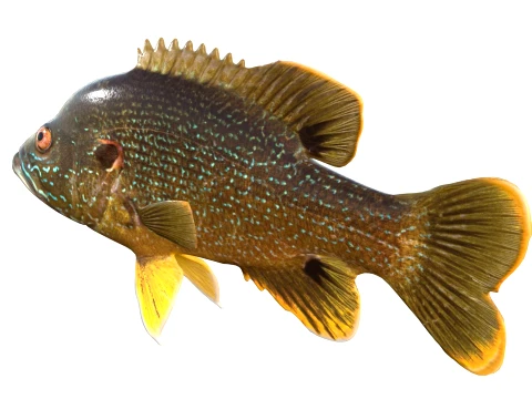 50 Fish Sea Creatures Collection v9 3D Model