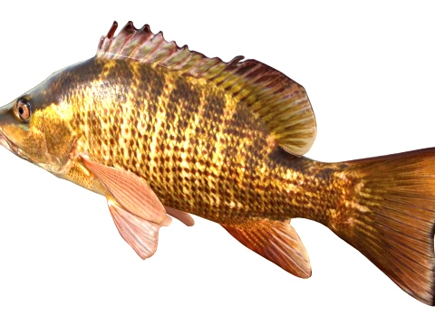 50 Fish Sea Creatures Collection v9 3D Model
