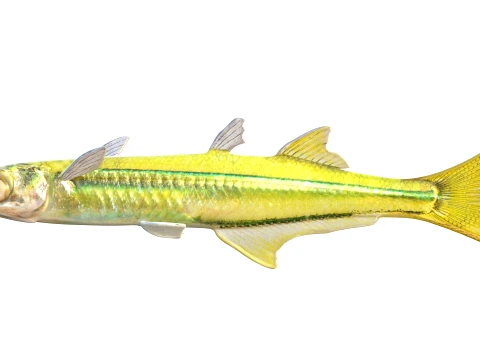 50 Fish Sea Creatures Collection v9 3D Model