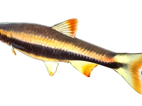 50 Fish Sea Creatures Collection v9 3D Model