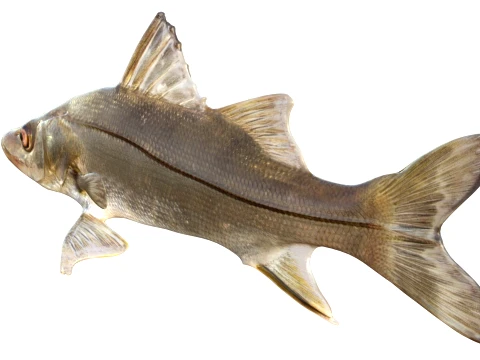 50 Fish Sea Creatures Collection v9 3D Model