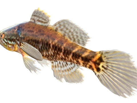 50 Fish Sea Creatures Collection v9 3D Model