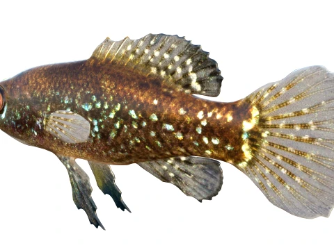 50 Fish Sea Creatures Collection v9 3D Model