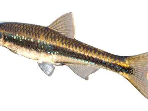 50 Fish Sea Creatures Collection v9 3D Model