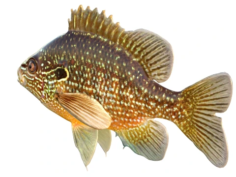 50 Fish Sea Creatures Collection v9 3D Model