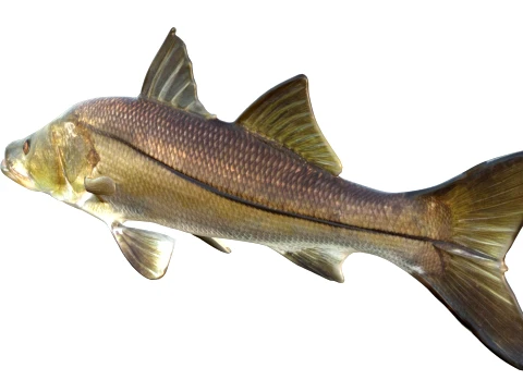 50 Fish Sea Creatures Collection v9 3D Model
