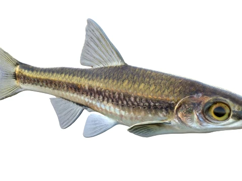 50 Fish Sea Creatures Collection v9 3D Model
