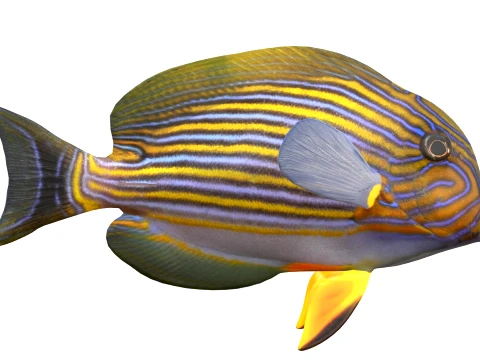 50 Fish Sea Creatures Collection v9 3D Model