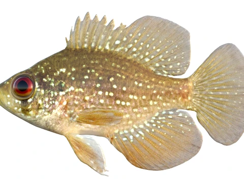 50 Fish Sea Creatures Collection v9 3D Model