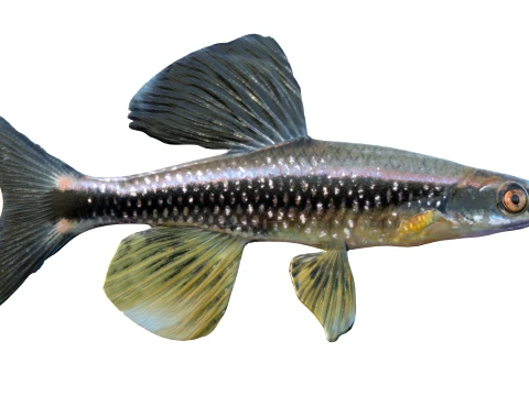 50 Fish Sea Creatures Collection v9 3D Model