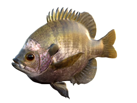 50 Fish Sea Creatures Collection v9 3D Model