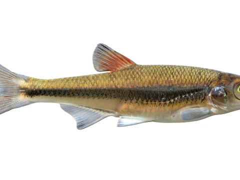 50 Fish Sea Creatures Collection v9 3D Model
