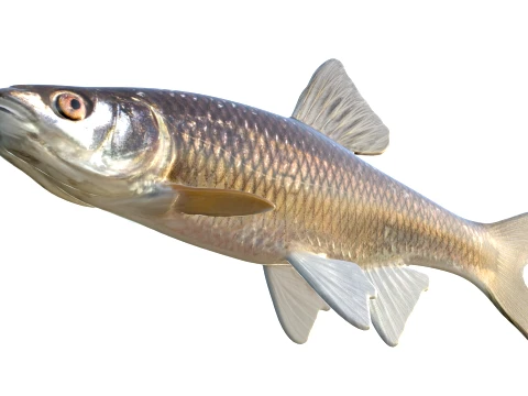 50 Fish Sea Creatures Collection v9 3D Model