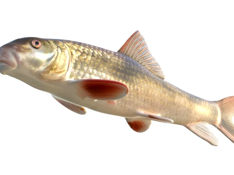 50 Fish Sea Creatures Collection v9 3D Model