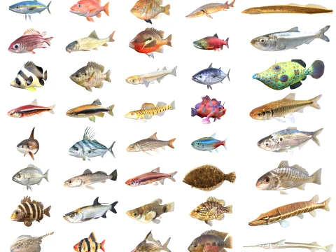 50 Fische Meeresbewohner-Sammlung v10 3D Modell