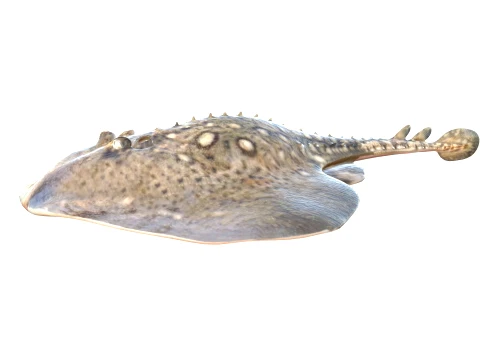 50 물고기 바다 생물 컬렉션 v10 3D 모델