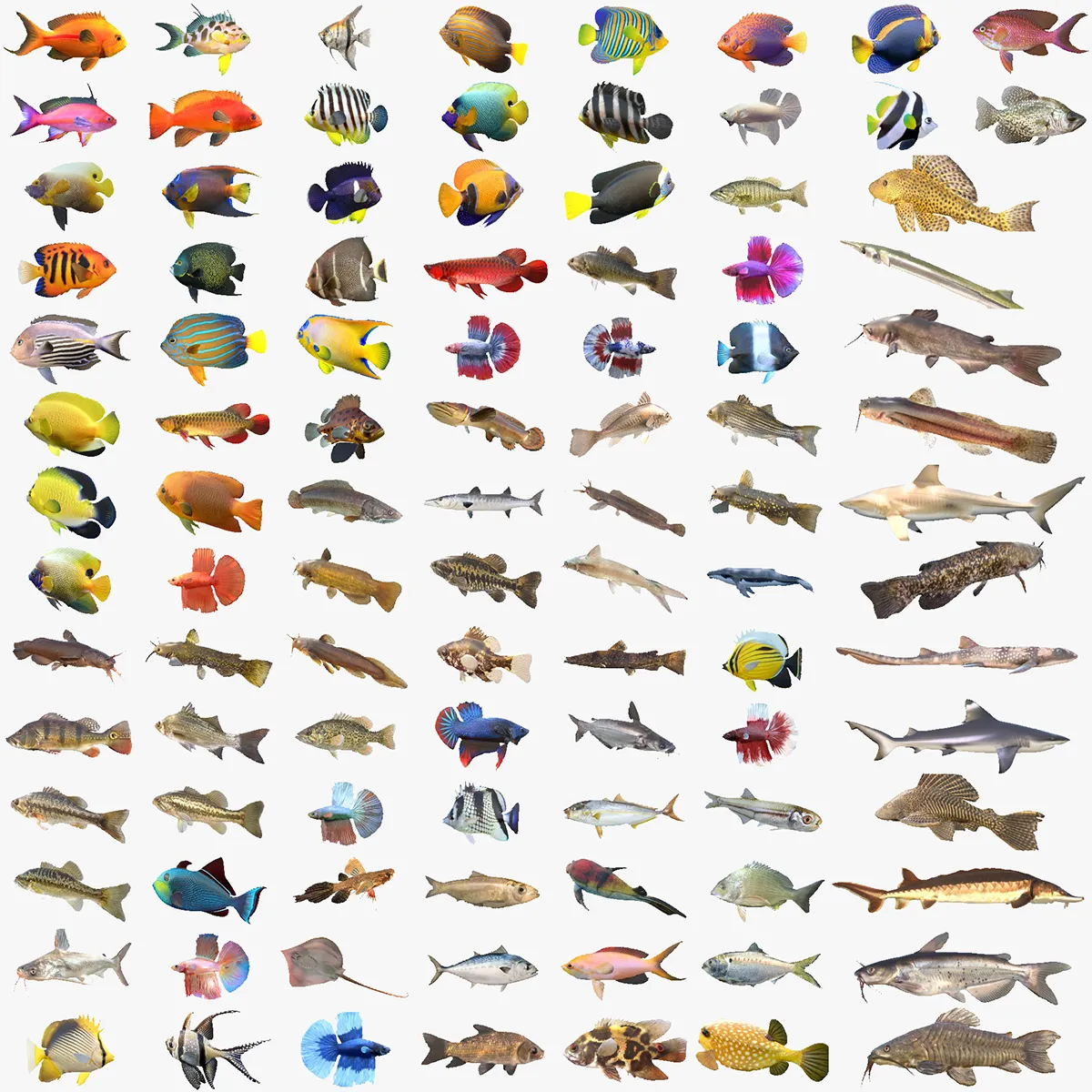 100 Fish Sea Creatures Collection v2 3D Model .c4d .max .obj .3ds .fbx .stl .blend 
