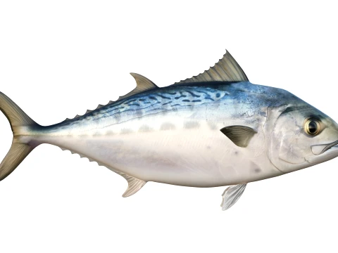 100 Fish Sea Creatures Collection v2 3D Model