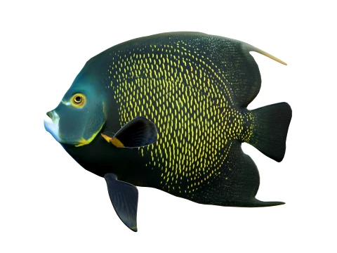 100 Fish Sea Creatures Collection v2 3D Model