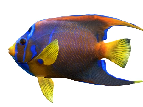 100 Fish Sea Creatures Collection v2 3D Model